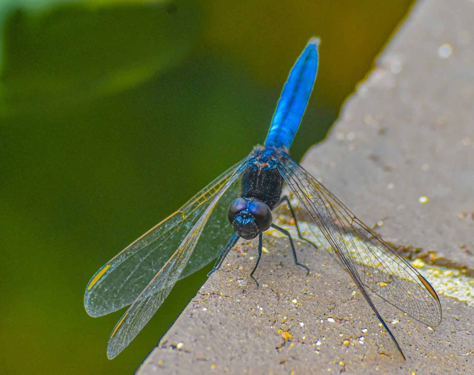 Commended - 5---David-Harries---Friendly-Dragon-fly.jpg