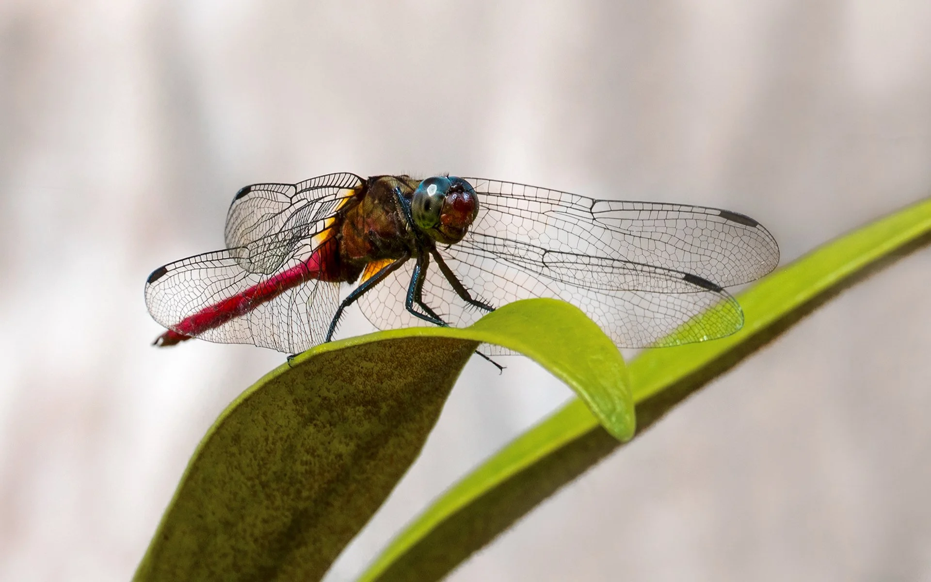 Highly Commended - 6---Lynn-Stephens-Tait---A-Striking-Pose.jpg