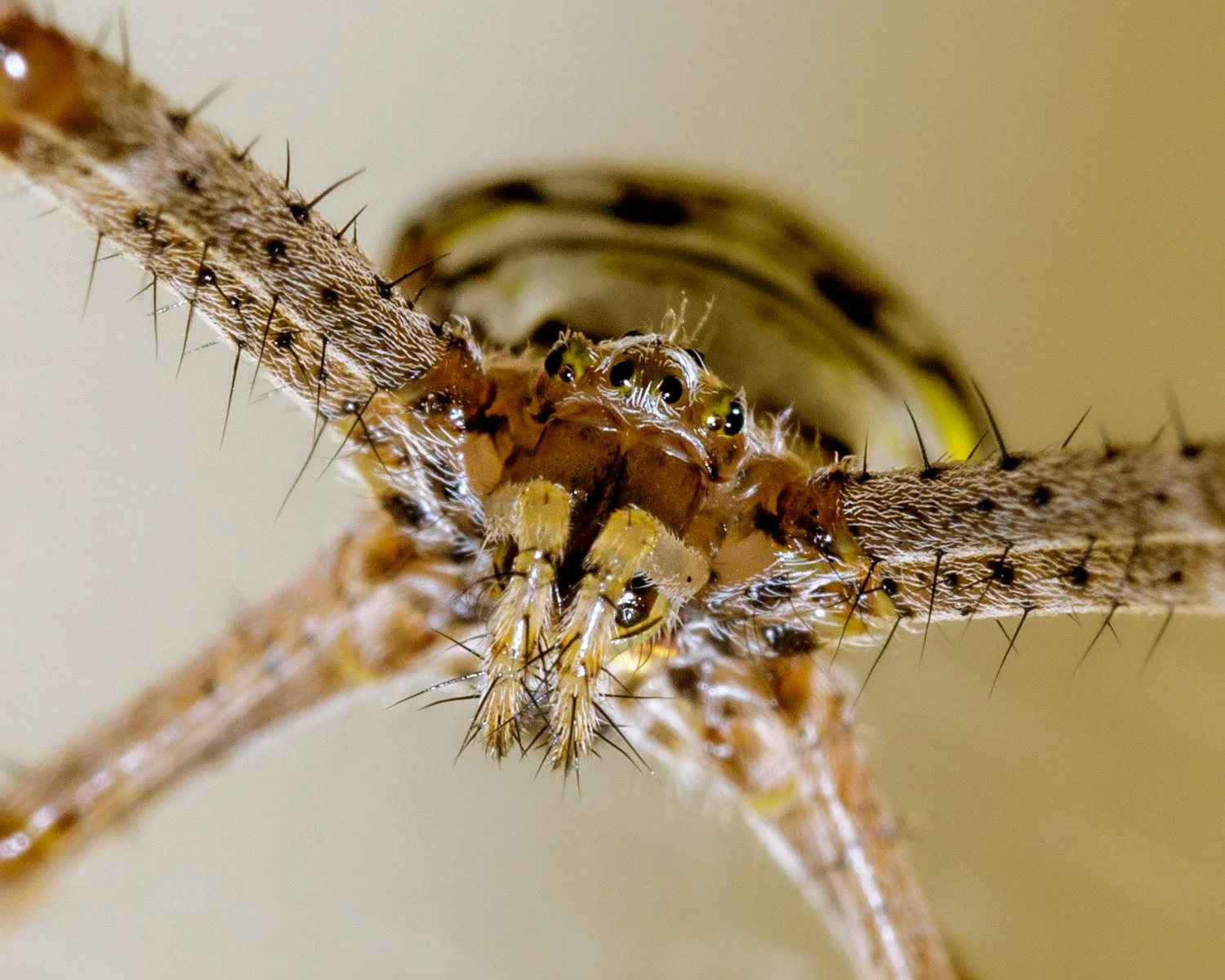 Highly Commended - 6---Zak-Jones---Stare-Down-with-a-Orb-Weaver-Spider.jpg