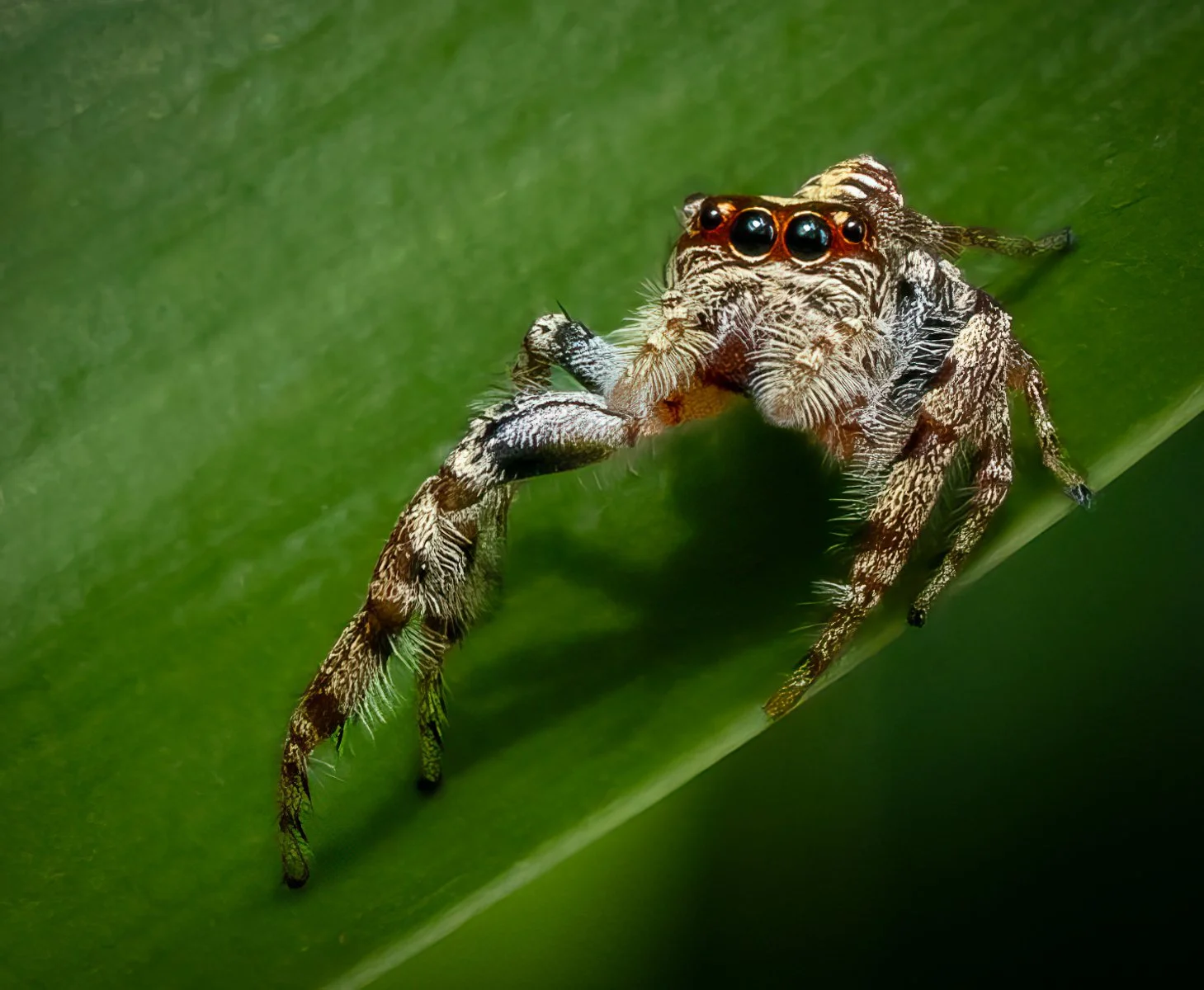 Honours- 9---Victoria-McDonald---Jumping-Spider.jpg