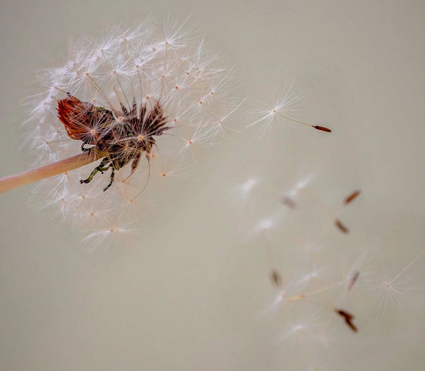 Merit - 7---Gay-Land---Dandelion-spreading-seeds.jpg
