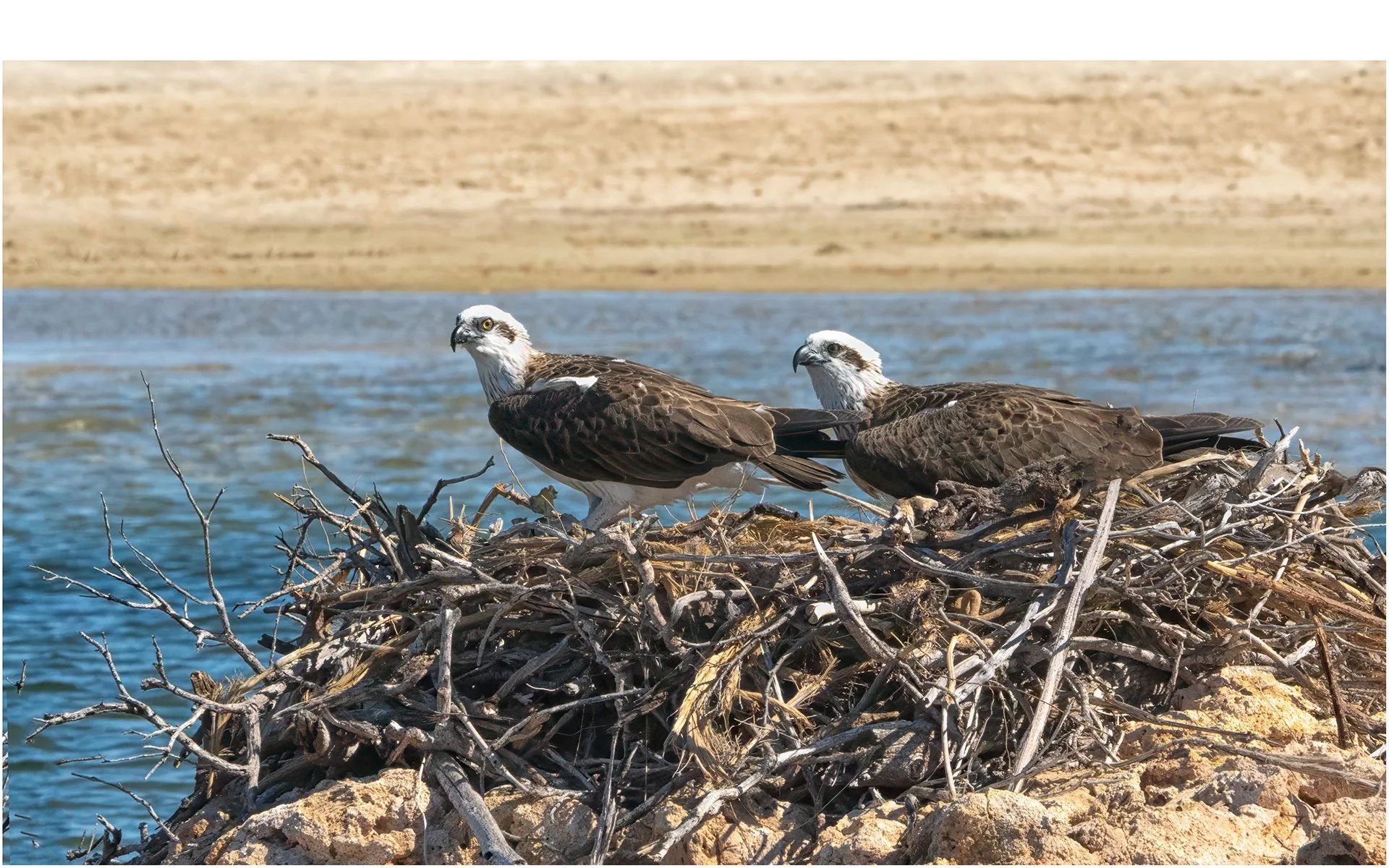 Merit - 7---Geoff-Cousins---Guarding-The-Nest.jpg