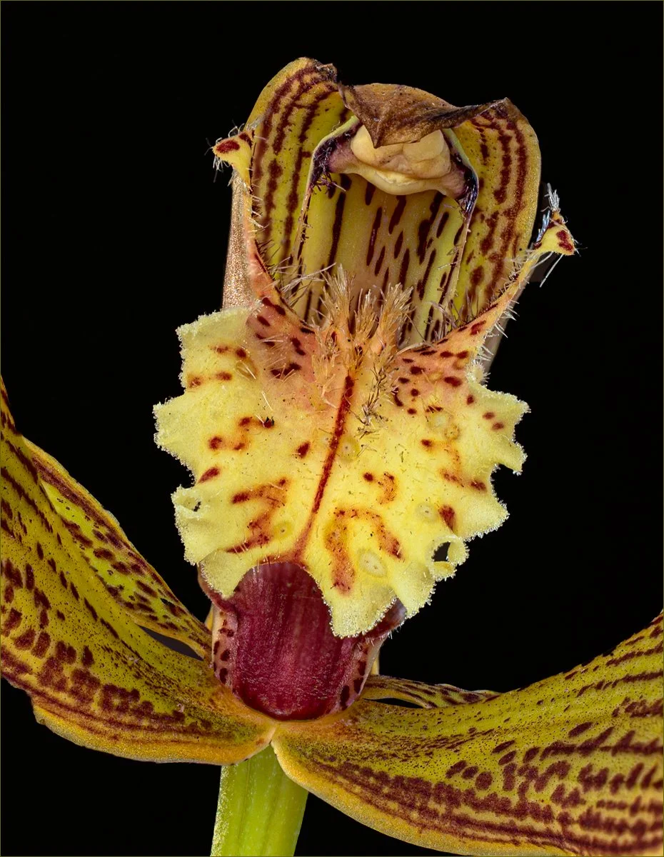 Merit - 7---Lynn-Stephens-Tait---Cymbidium-tracyanum.jpg