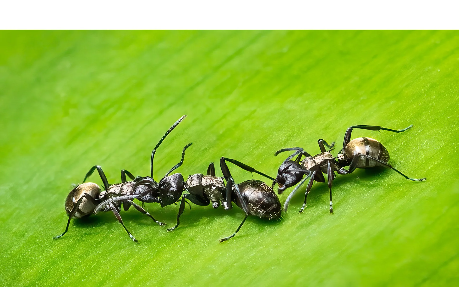 Merit - 8---Victoria-McDonald---Battle-Of-The-Ants.jpg