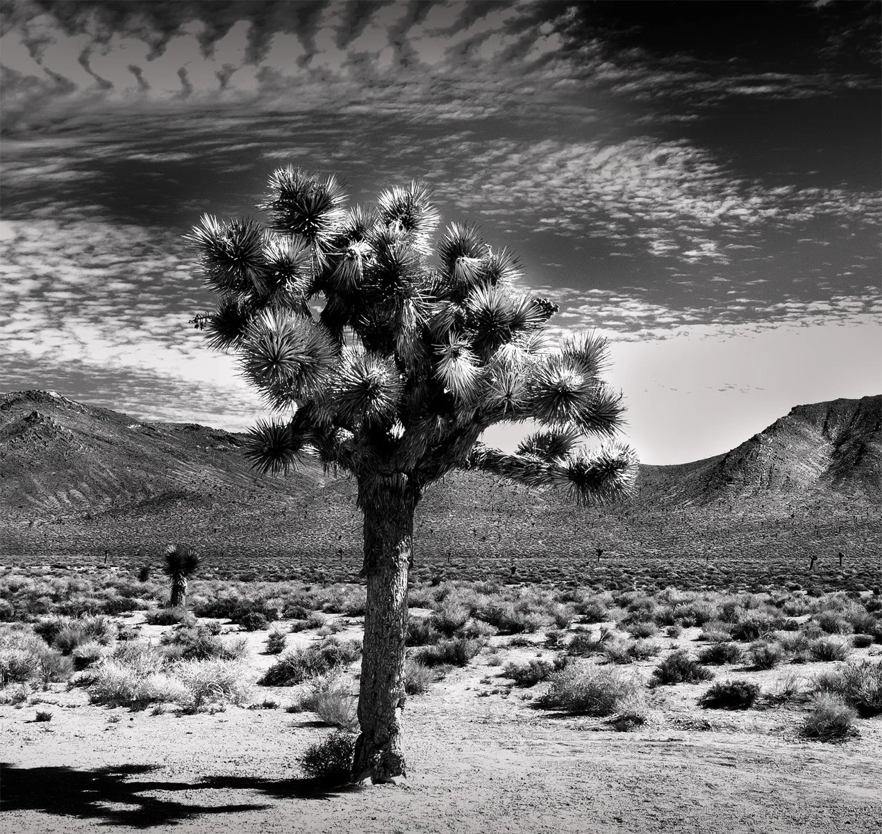 Accepted - 4---Terry-Robinson---The-Joshua-Tree.jpg