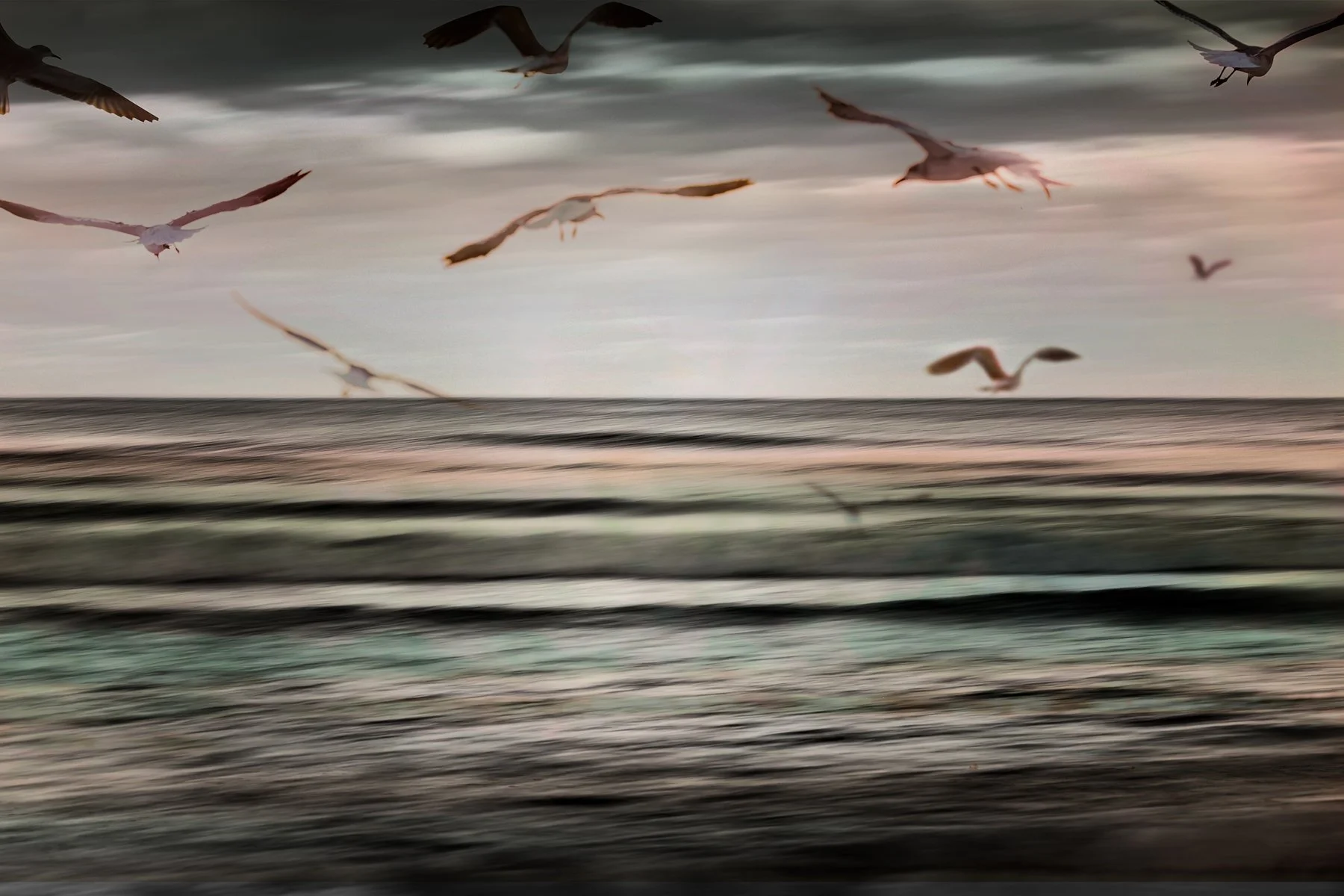Highly Commended - 6---Terry-Robinson---On-the-wing.jpg