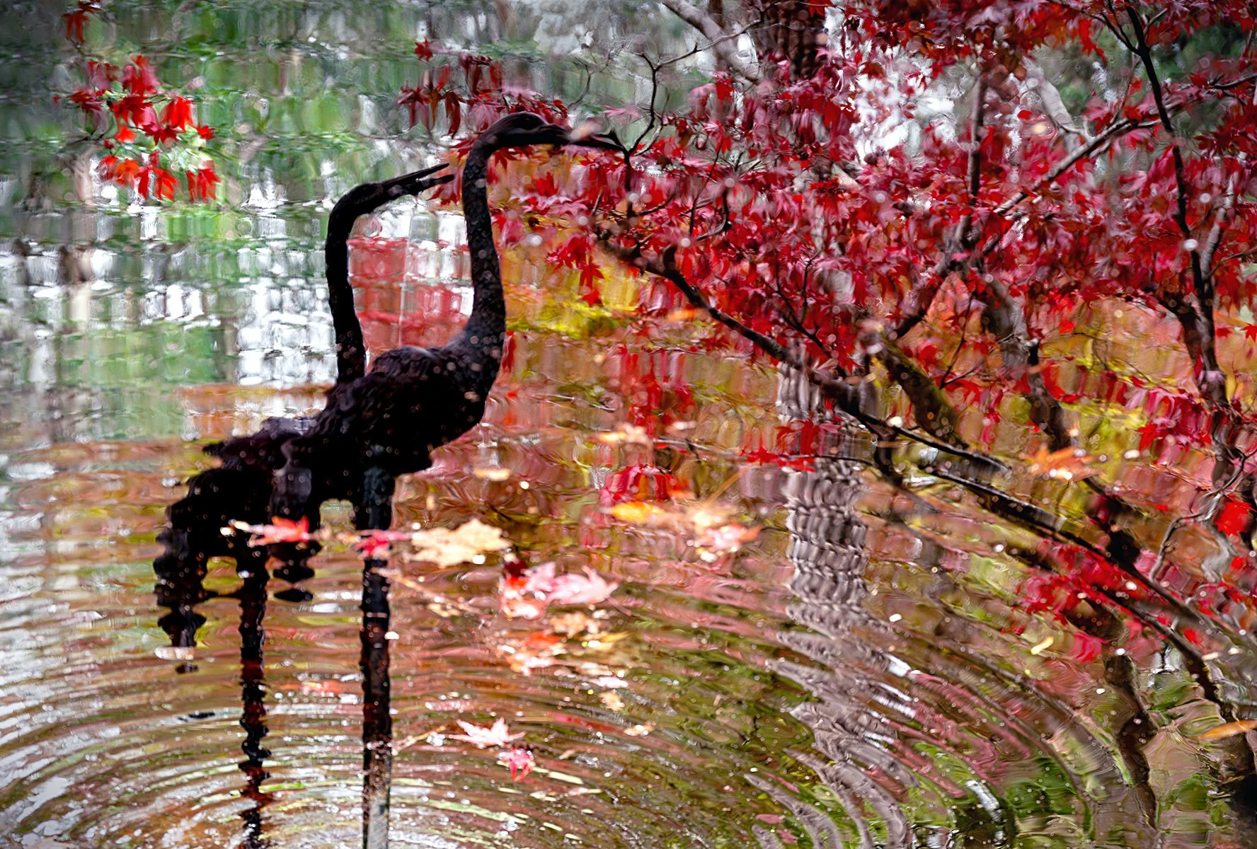 Commended - 5---Carol-Brandt---Autumn-Dreaming.jpg
