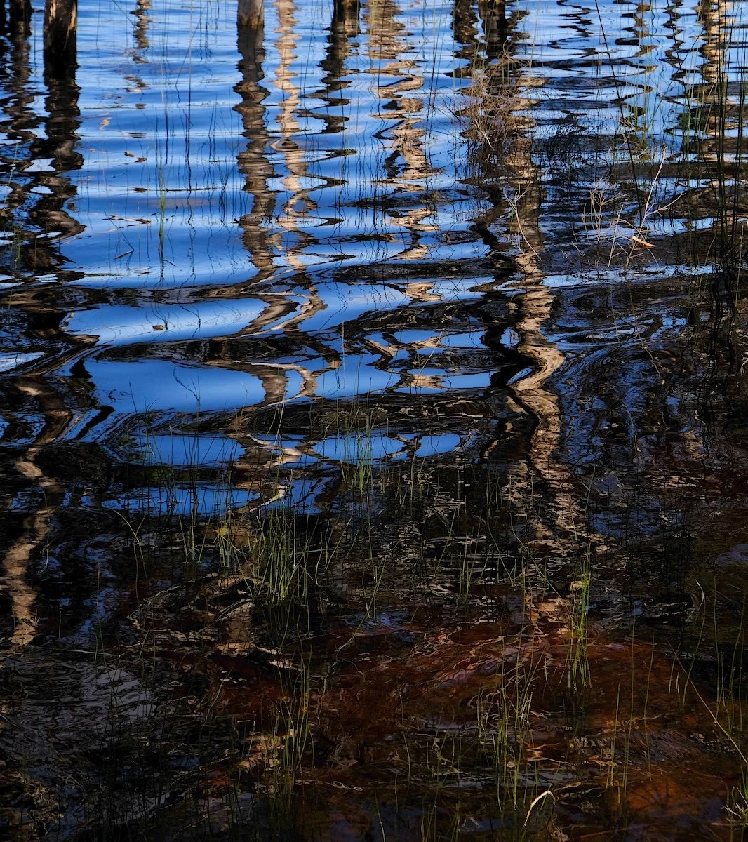 Highly Commended - 6---Ed-Stewart---A-lakeside-mirror.jpeg