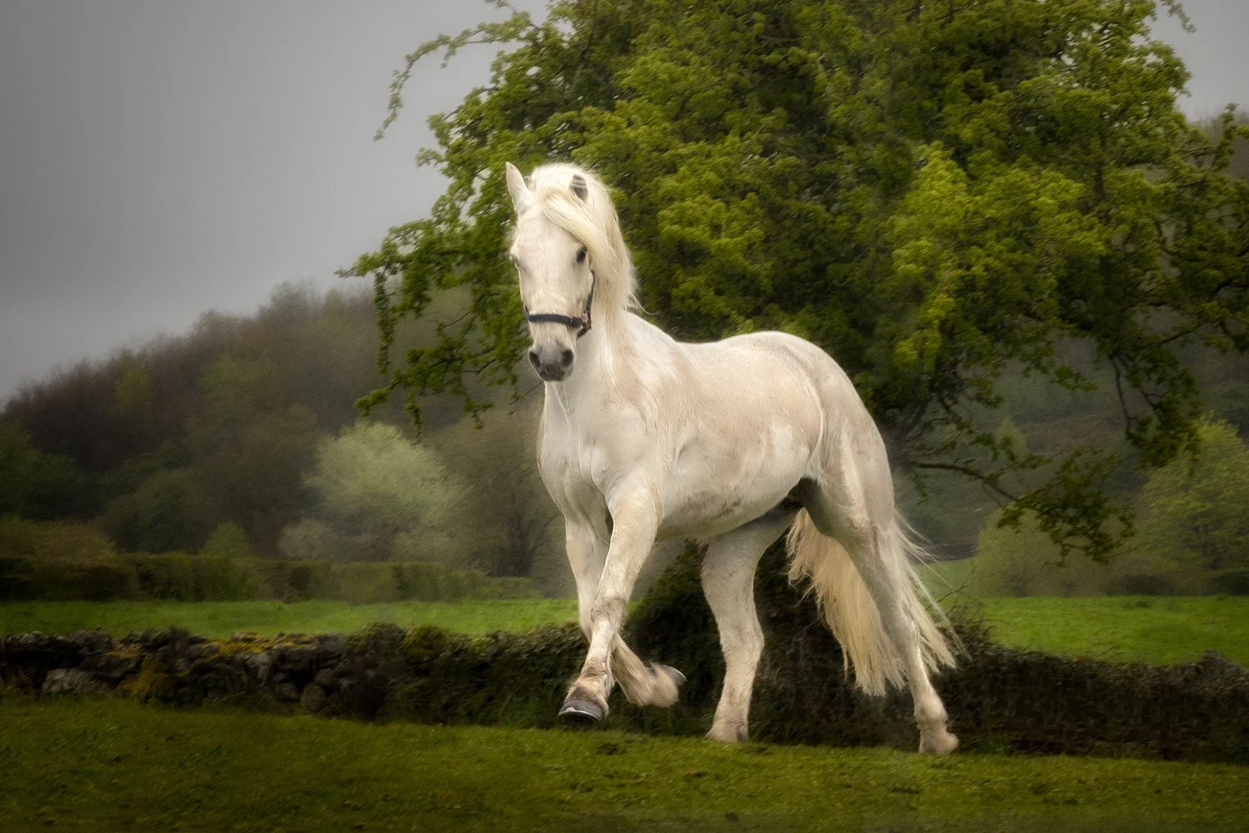 Honours- 9---Andrew-Leach---Misty-morning-frolic.jpg