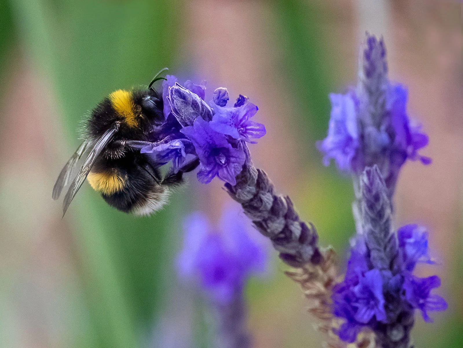 Merit - 7---Dinah-James---Lavender-Buzz.jpg