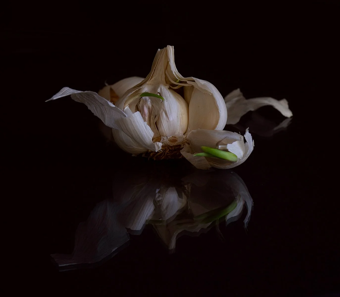 Merit - 8---Anne-Nelson---New-Shoots.jpg