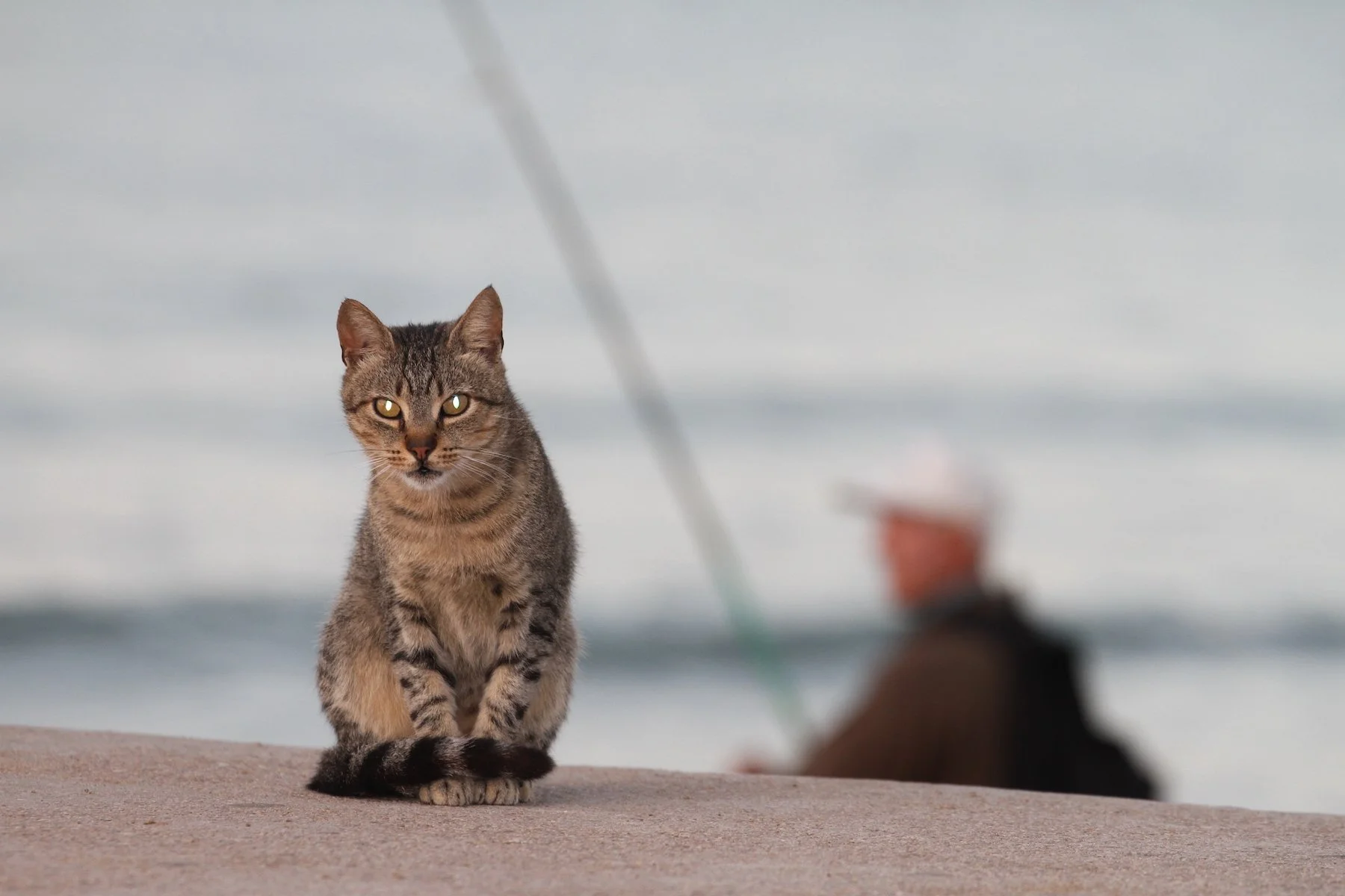 Merit -  8---Ross-Stanley---WAITING-FOR-BREAKFAST.JPG