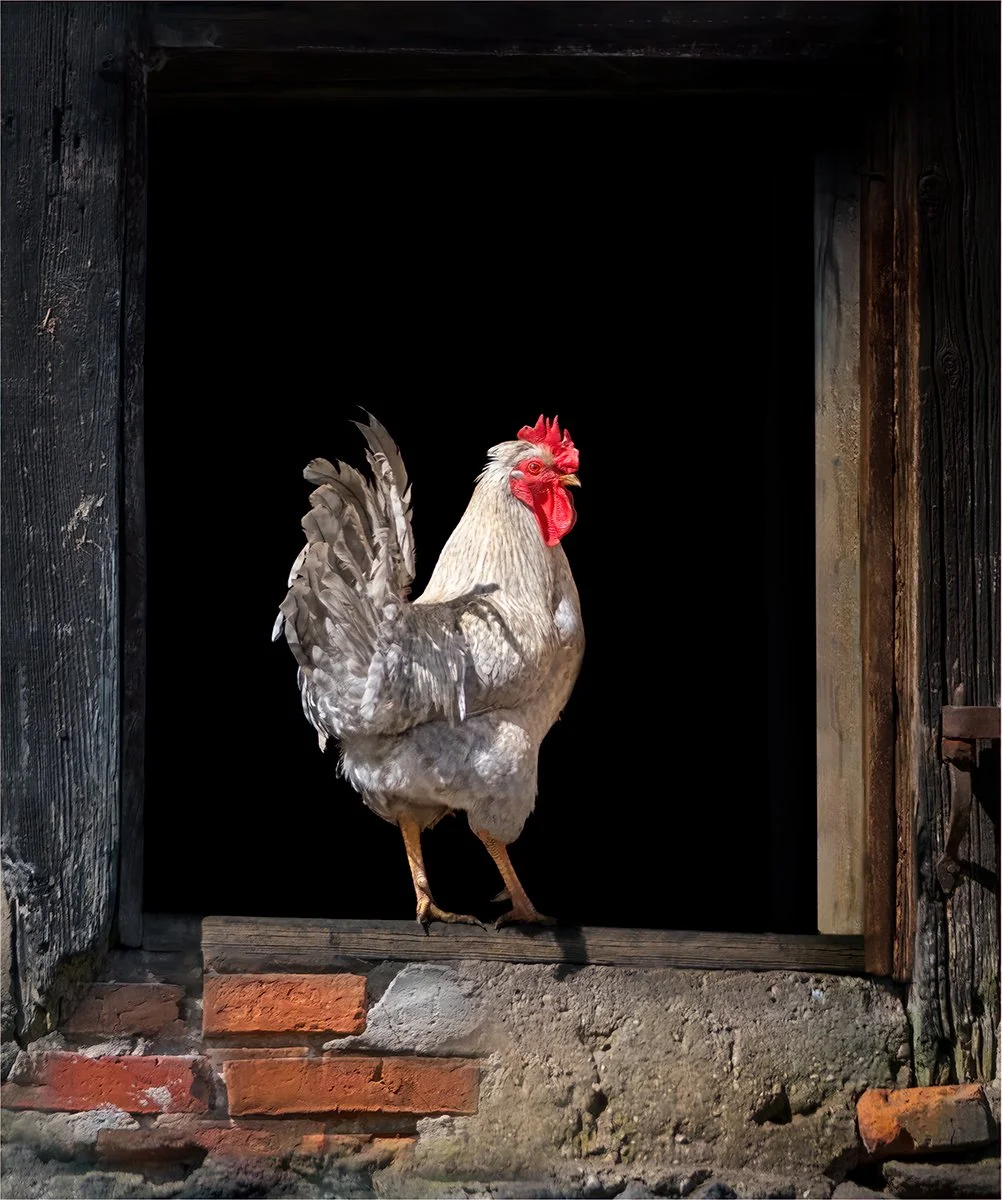 Merit - 8---Barry-Jones---Feathered-Frame.jpg
