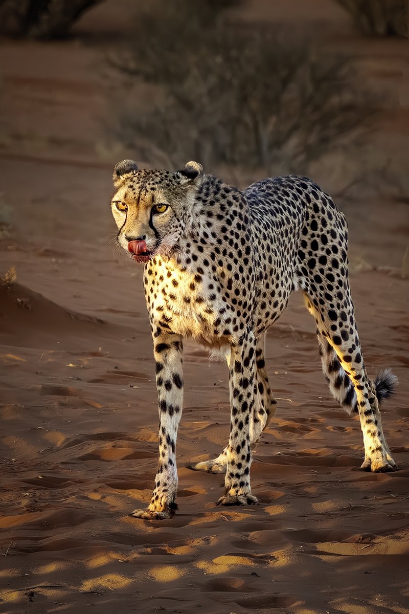 Merit - 8---Catherine-Reading---Cheetah-Satisfaction.jpg