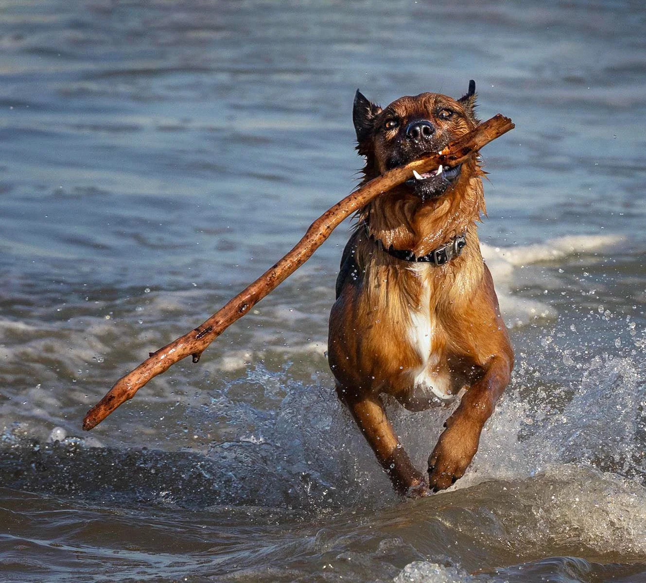 Merit - 8---Dinah-James---The-Retrieval.jpg