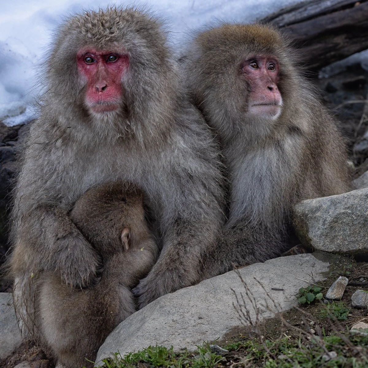 Accepted - 4---Sue-Gabriel---Snow-Monkeys.jpg