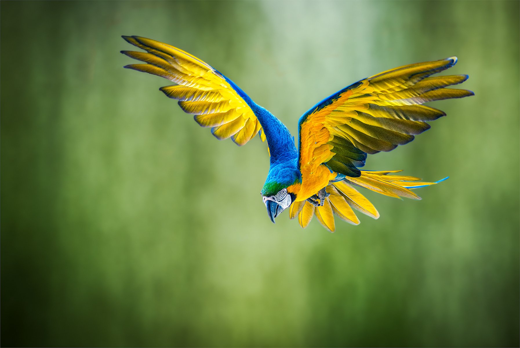 .BEST IMAGE - Honours- 9---Michael-Schilpzand---Vibrant-Flight.jpg
