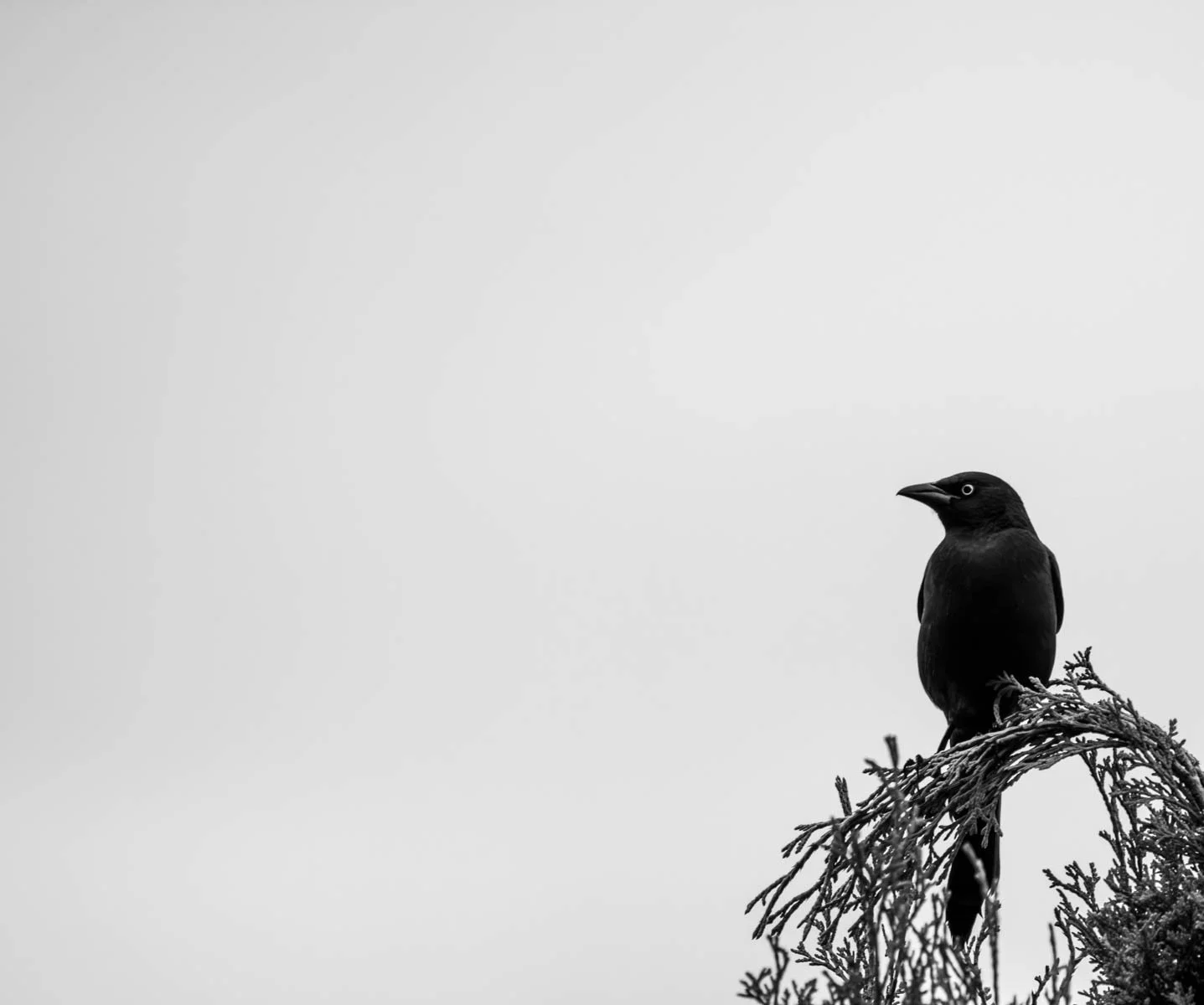 Merit - 7---Sasha-Berridge-Lathouras---Omens.jpg