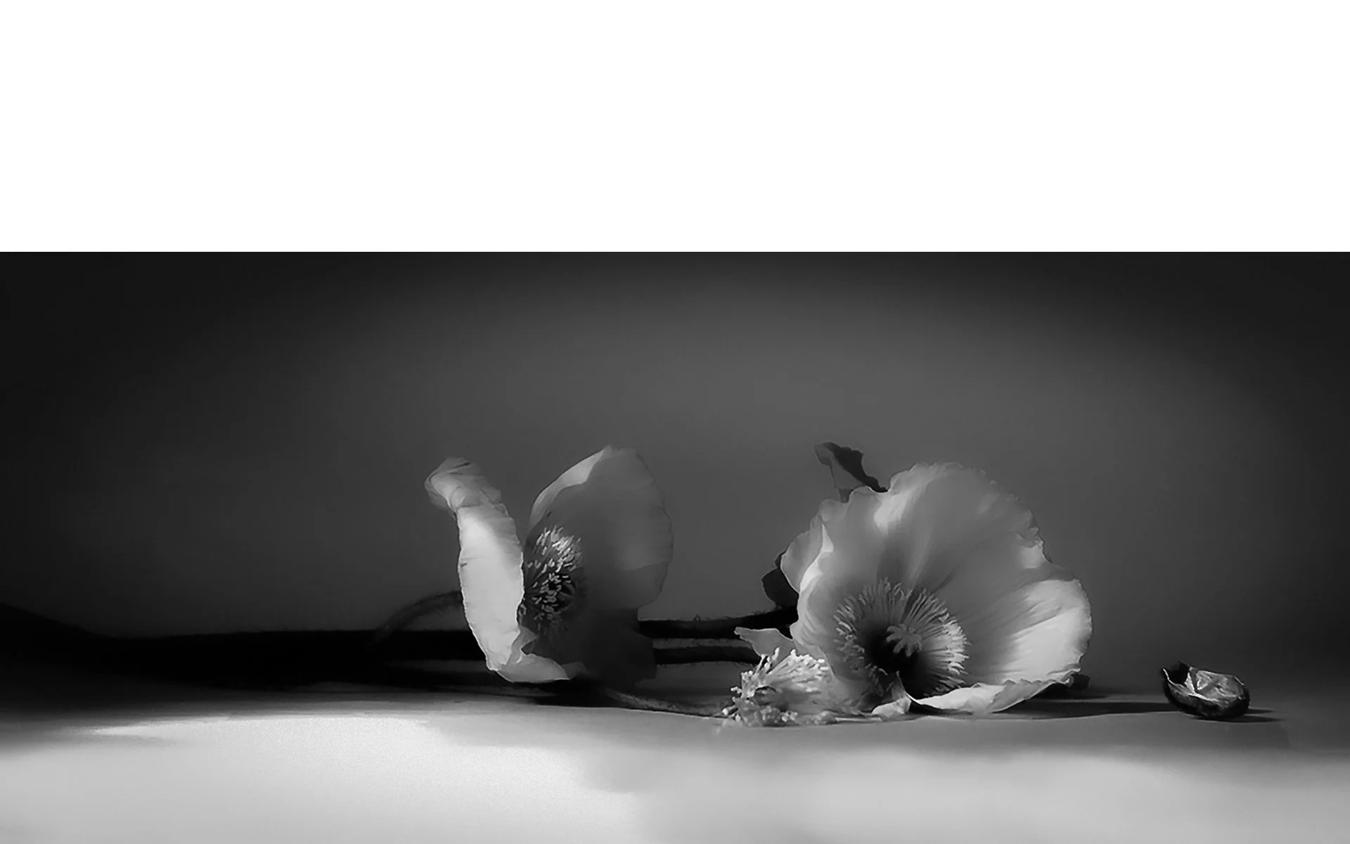 Merit - 8---Anne-Nelson---Poppies.jpg