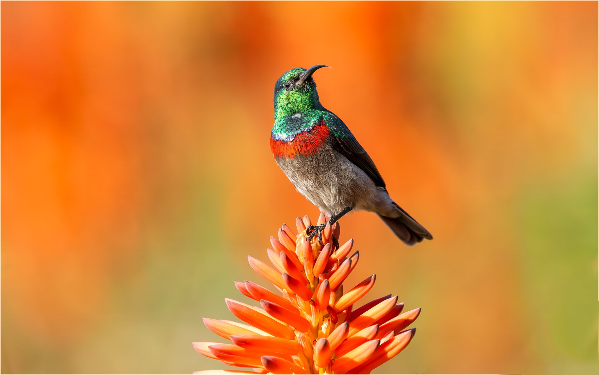 Merit - 8---Bruce-Gimber---Sunbird.jpg