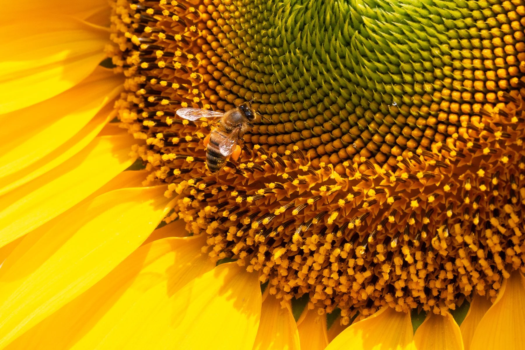 Merit - 8---Julie-Kulmer---Excuse-me-I'm-eating.jpg