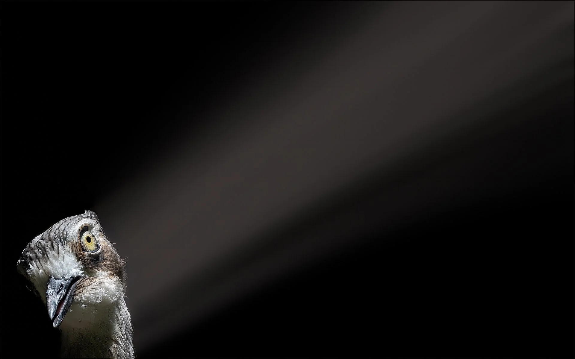 Merit - 8---Michael-Schilpzand---Spotlight-On-Me.jpg