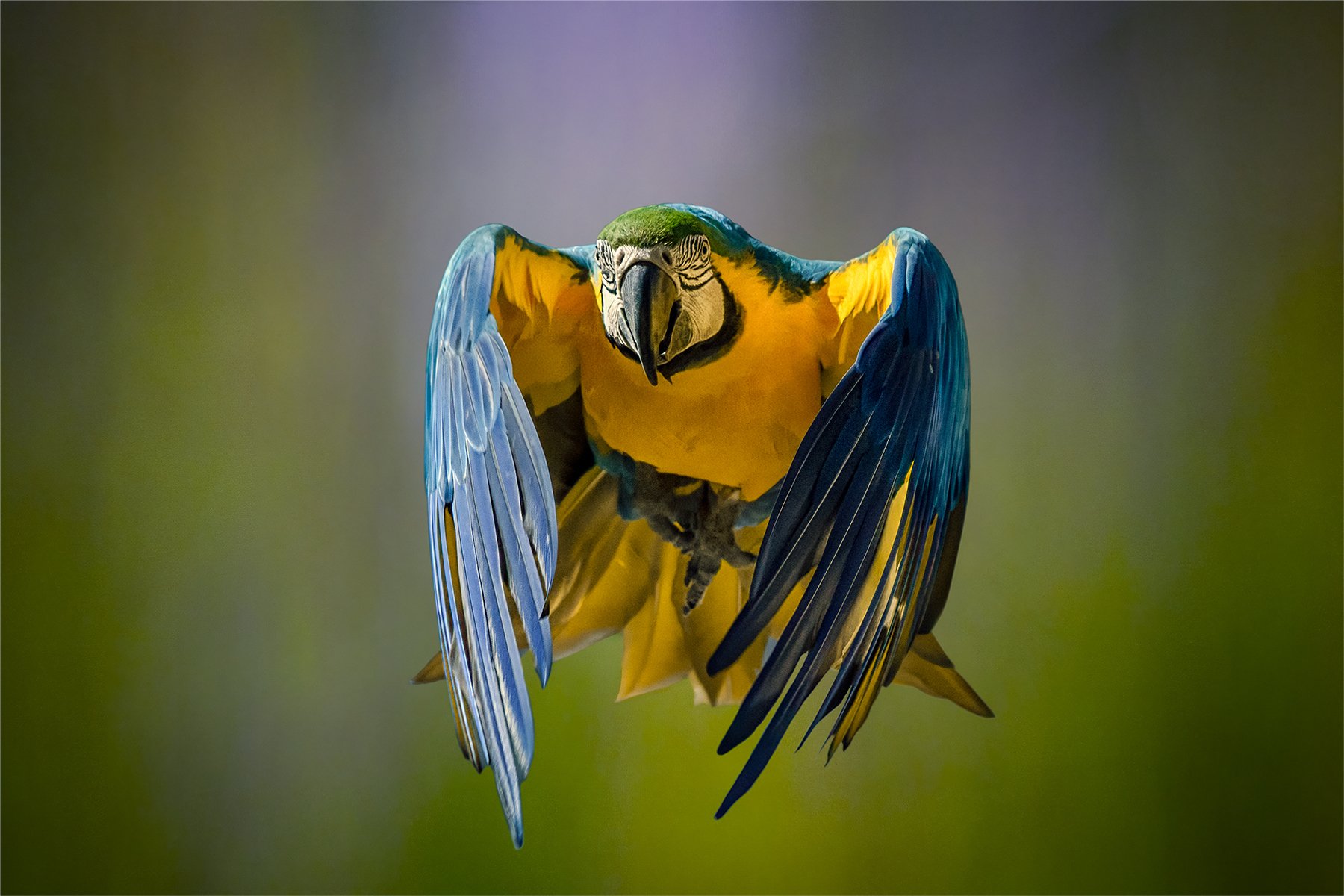 .Best Image Honours- 9---Michael-Schilpzand---Incoming.jpg