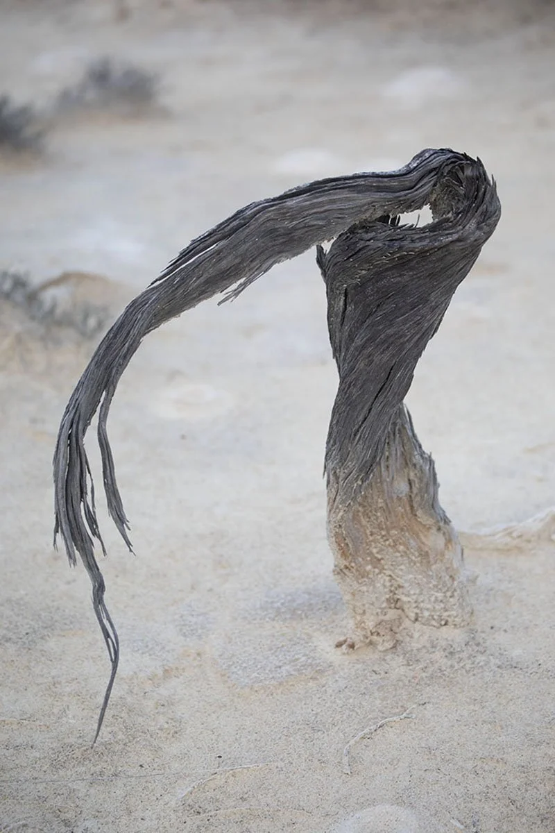 Honours- 9---Allanna-Jessup---Wind-Dancer.jpg