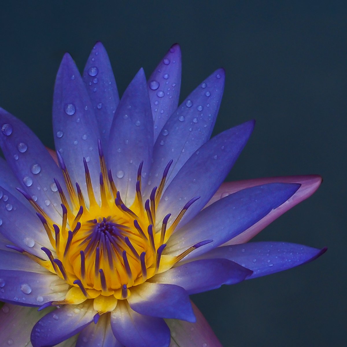 Honours- 9---Jill-Garland---Lit-from-within.jpg