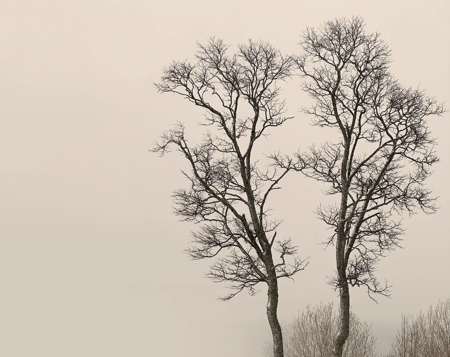 Accepted - 3---Carol-Brandt---Grace.jpg