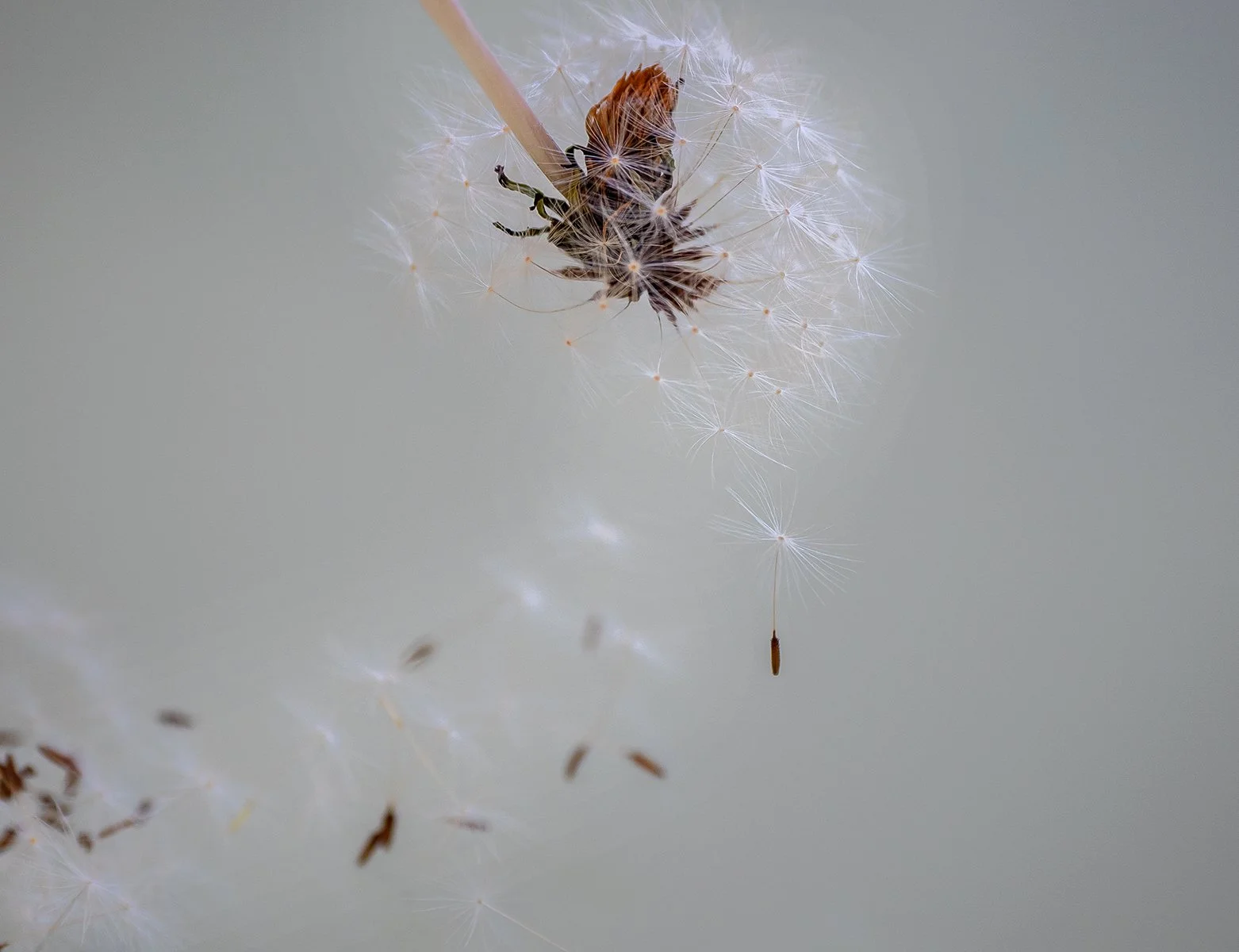 Commended - 5---Gay-Land---Dandelion.jpg