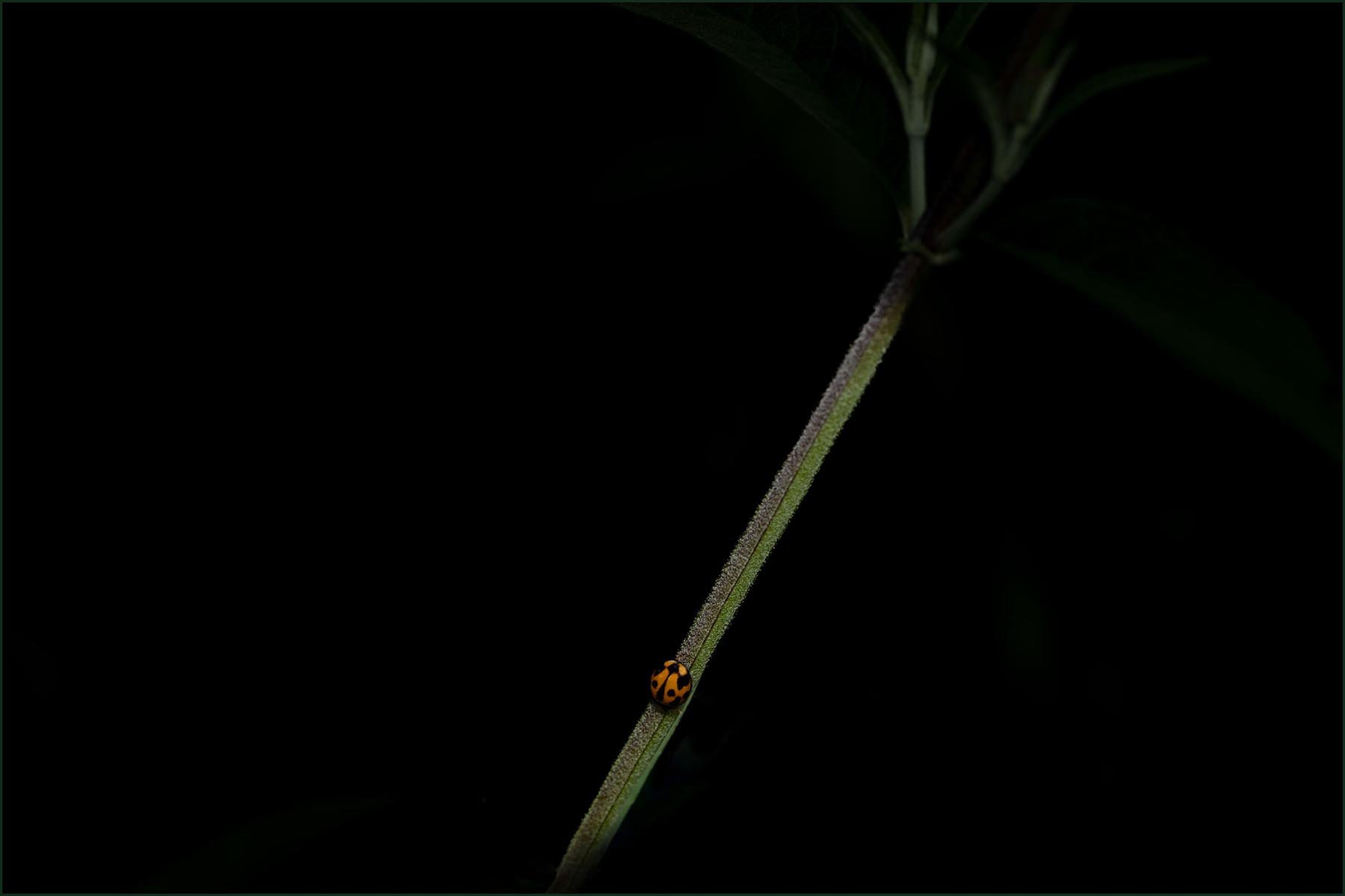 Highly Commended - 6---Dinah-James---Its-A-Long-Way-To-The-Top.jpg