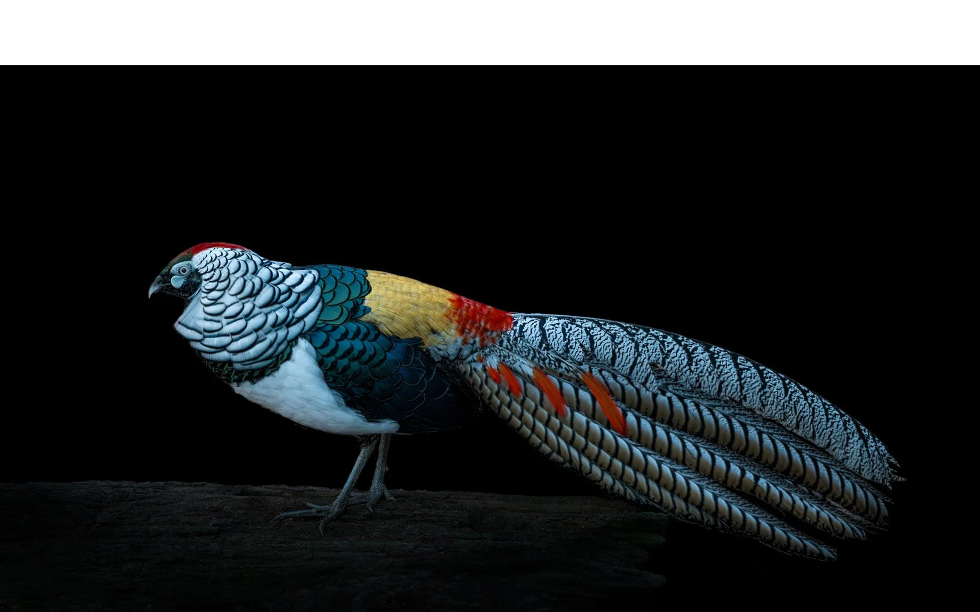 Commended - 5---Lynn-Stephens-Tait---Lady-Amherst's-Pheasant.jpg