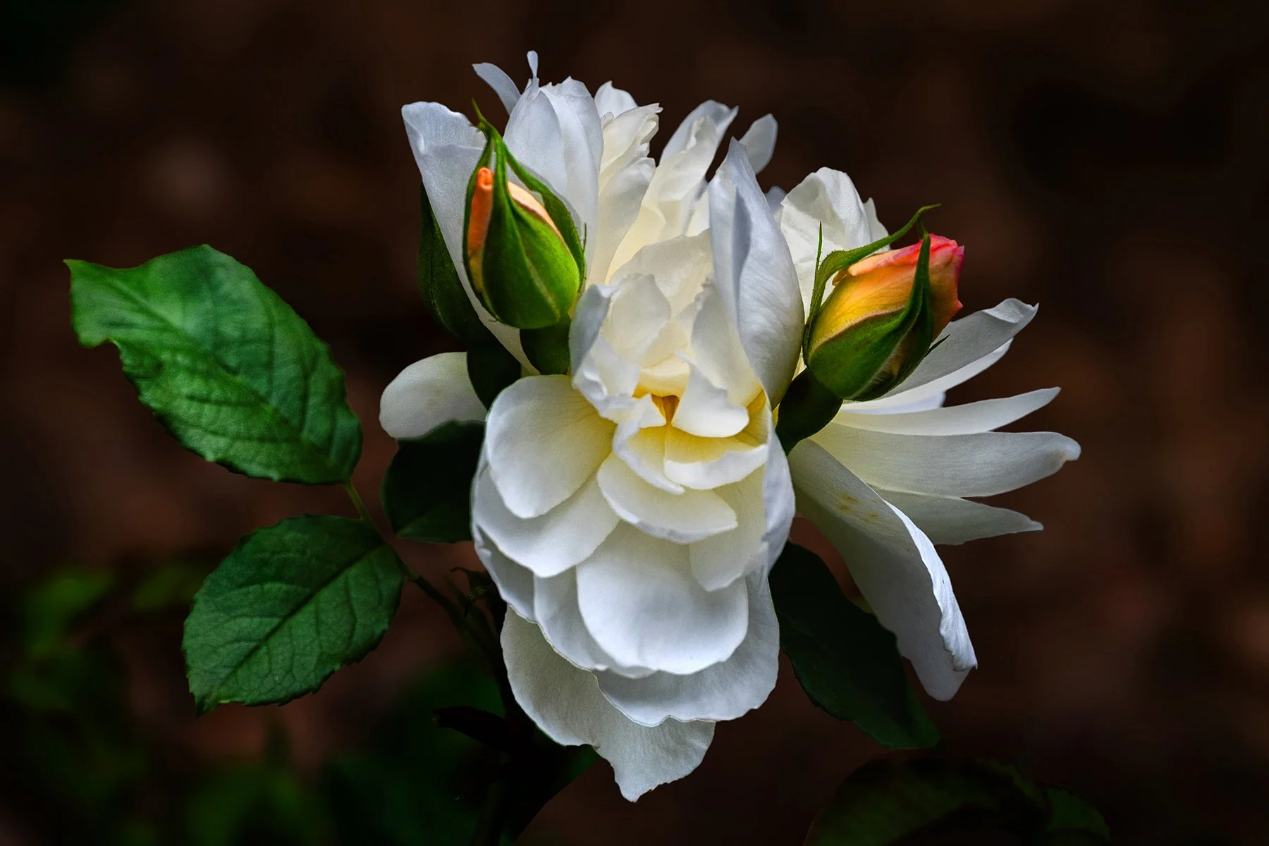 Highly Commended - 6---Carol-Brandt---Intrusions.jpg