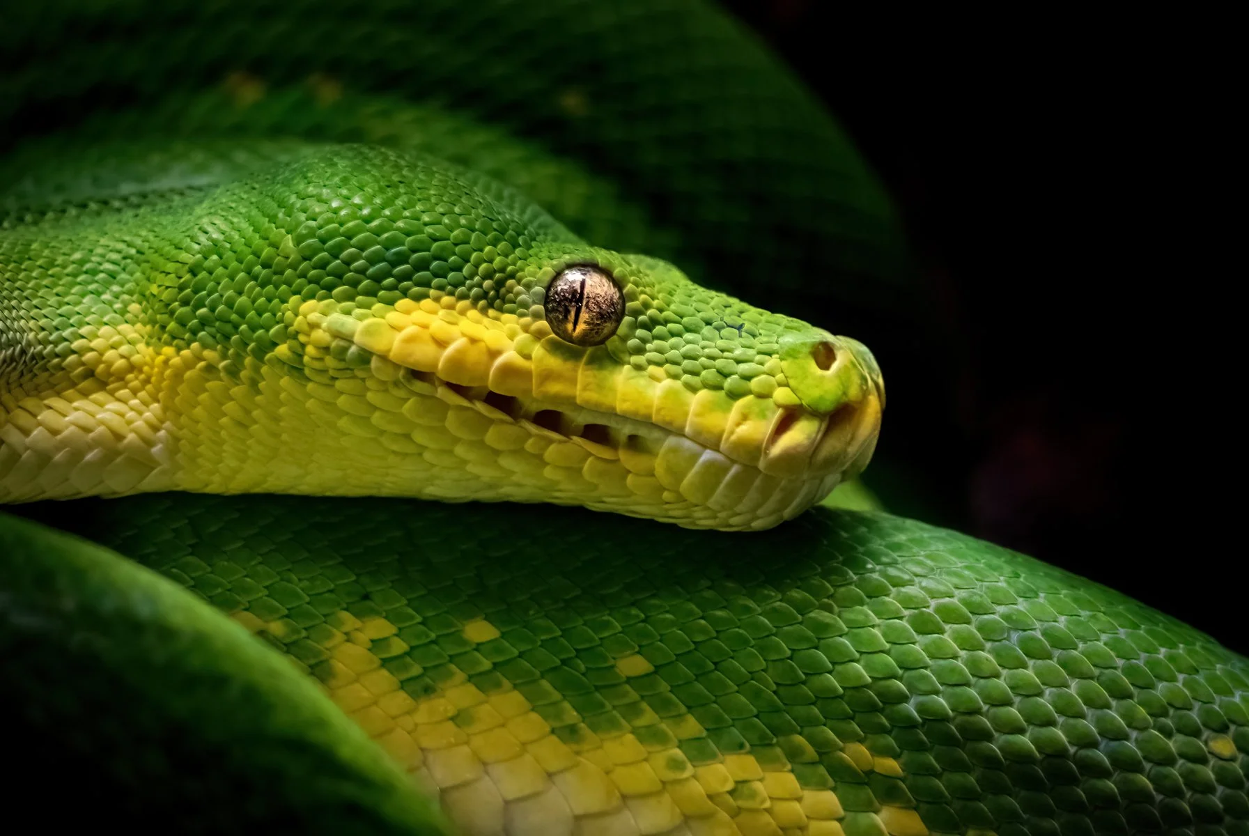 0. BEST IMAGE Honours- 9---Victoria-McDonald---Here's-Looking-At-You.jpg