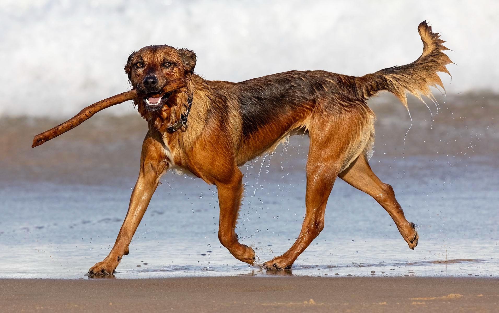 Honours- 9---Dinah-James---victory-Lap.jpg