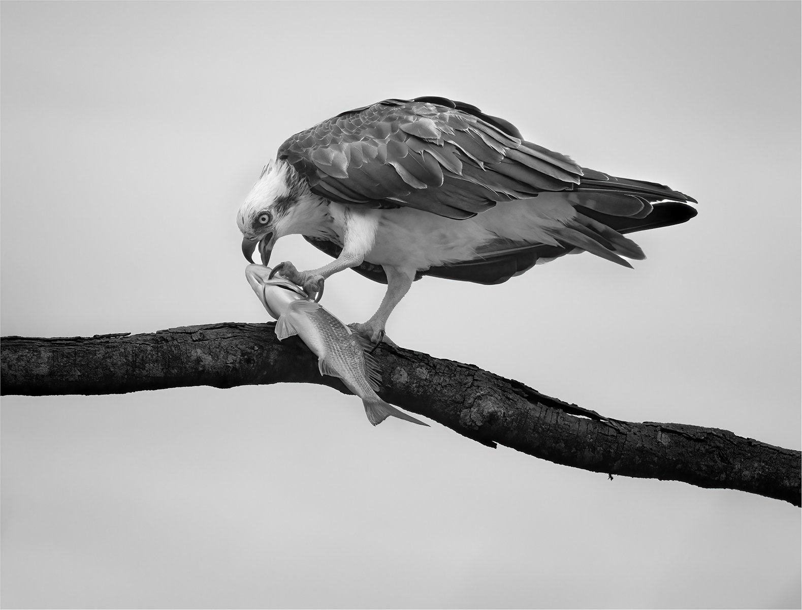 Honours- 9---Geoff-Cousins---The-Catch.jpg