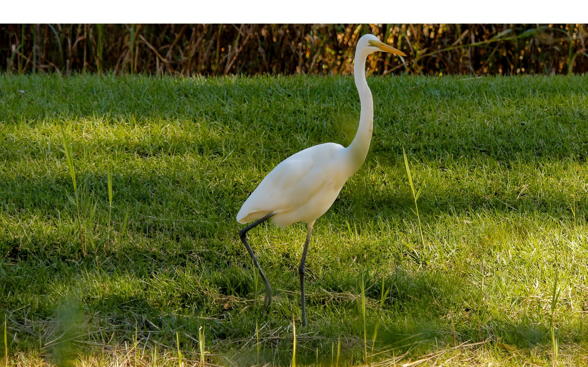 Honours- 9---Julie-Kulmer---He-is-tall-isn't-he.jpg