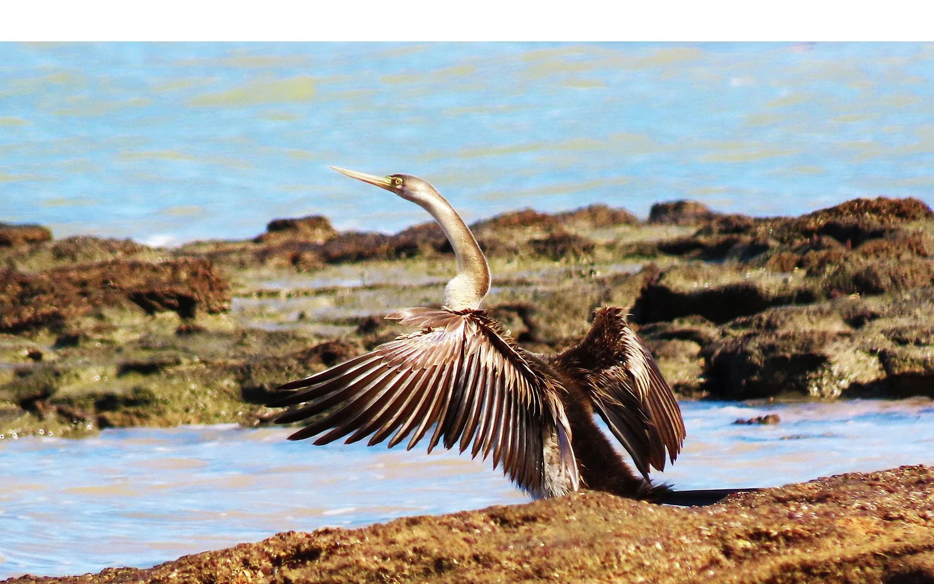 Merit - 8---Elizabeth-Fraser---Shag-on-a-rock.jpg