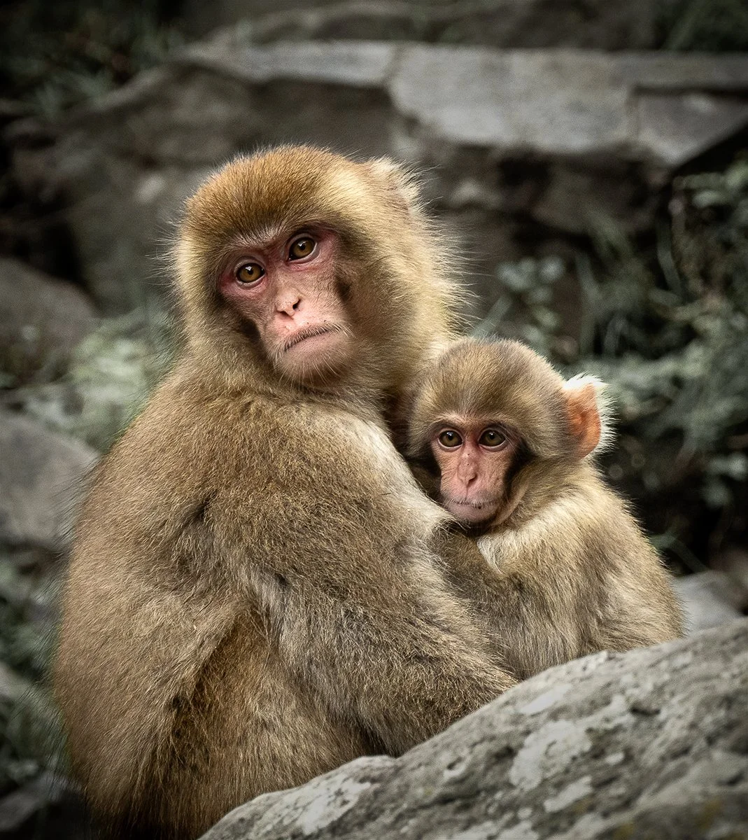 Merit - 8---Kaye-Venton---Safe-In-Mum's-Arms.jpg