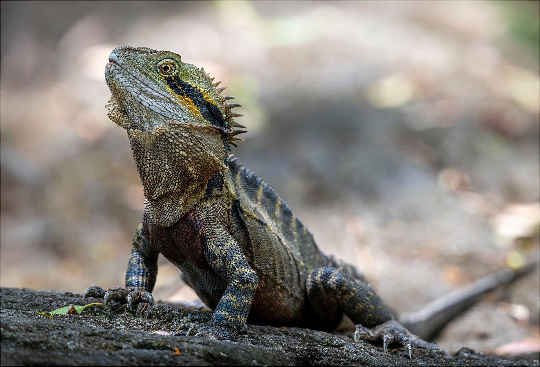 Merit - 8---Michael-Schilpzand---Dragon's-Gaze.jpg