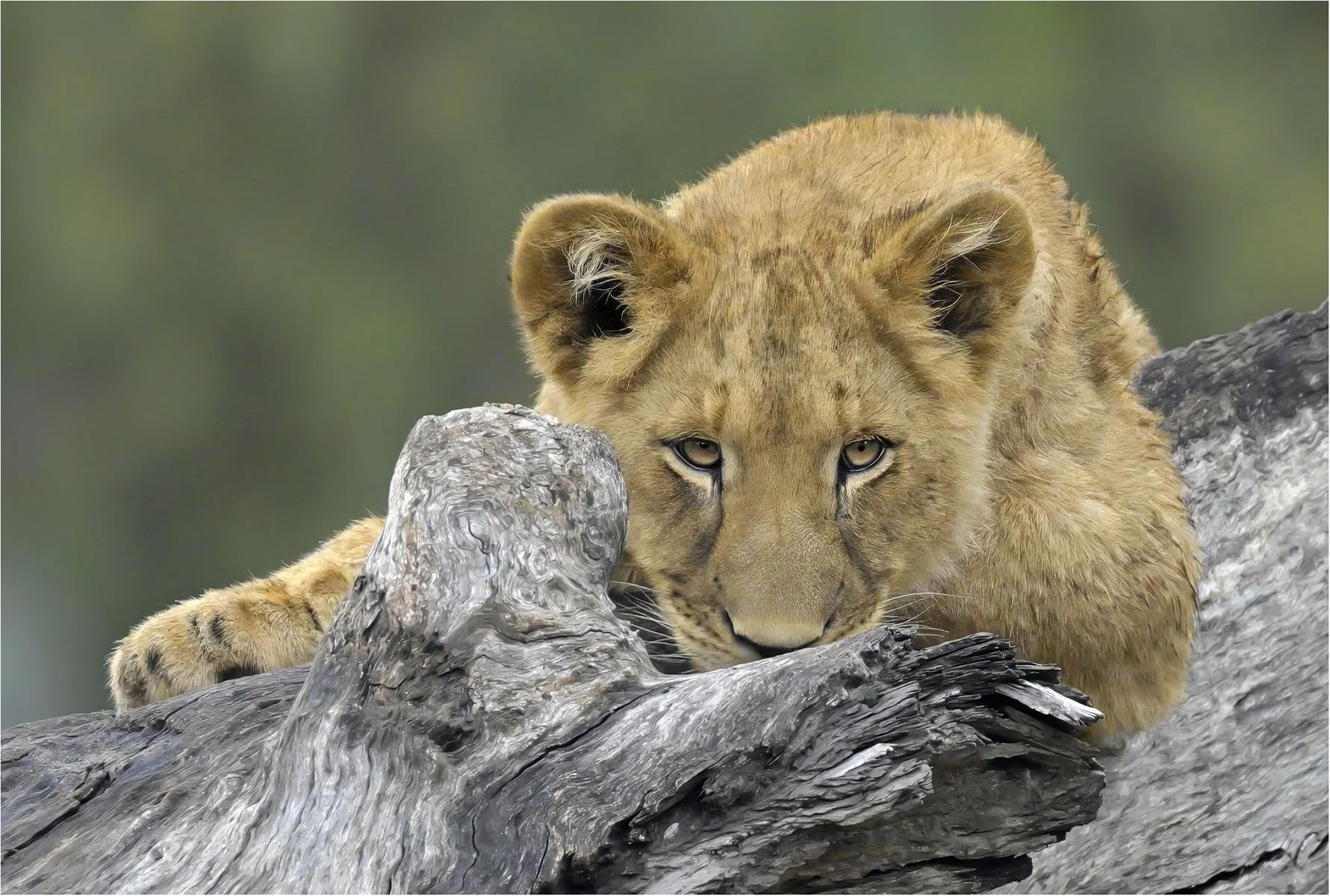 Merit - 8---Michael-Schilpzand---Stop-Staring.jpg