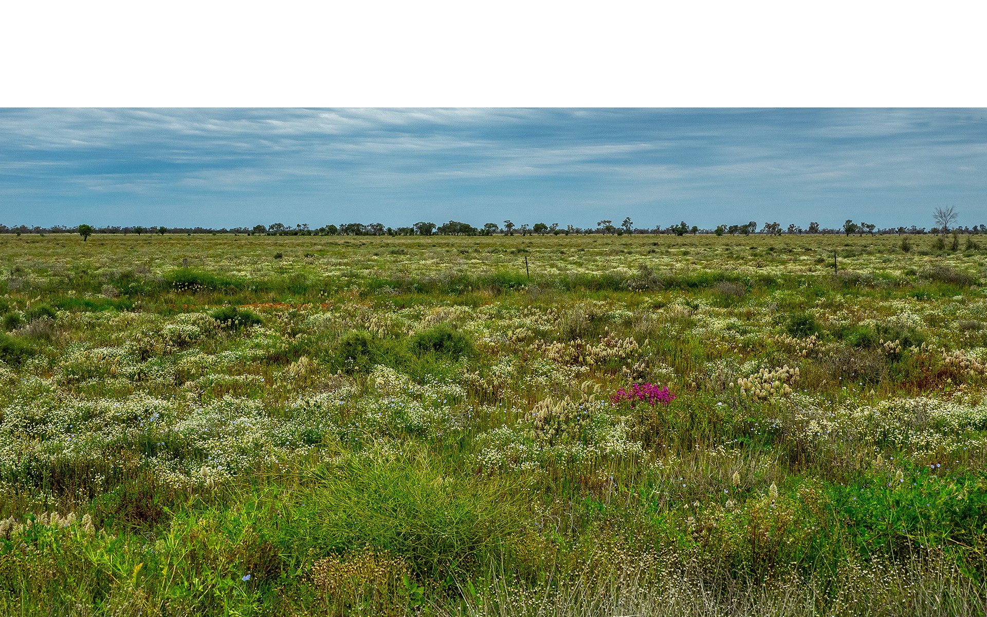 Commended - 5---Gay-Land---Spring-After-Rain.jpg
