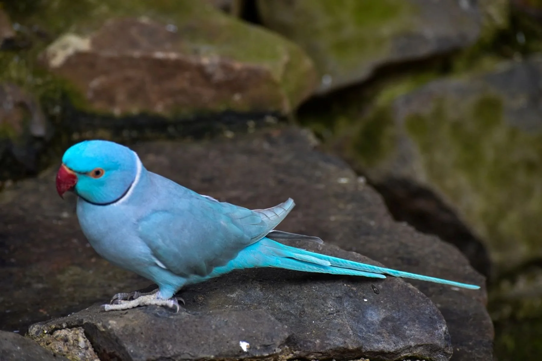 Accepted - 3---David-Harries---Indian-Ring-Neck.jpg