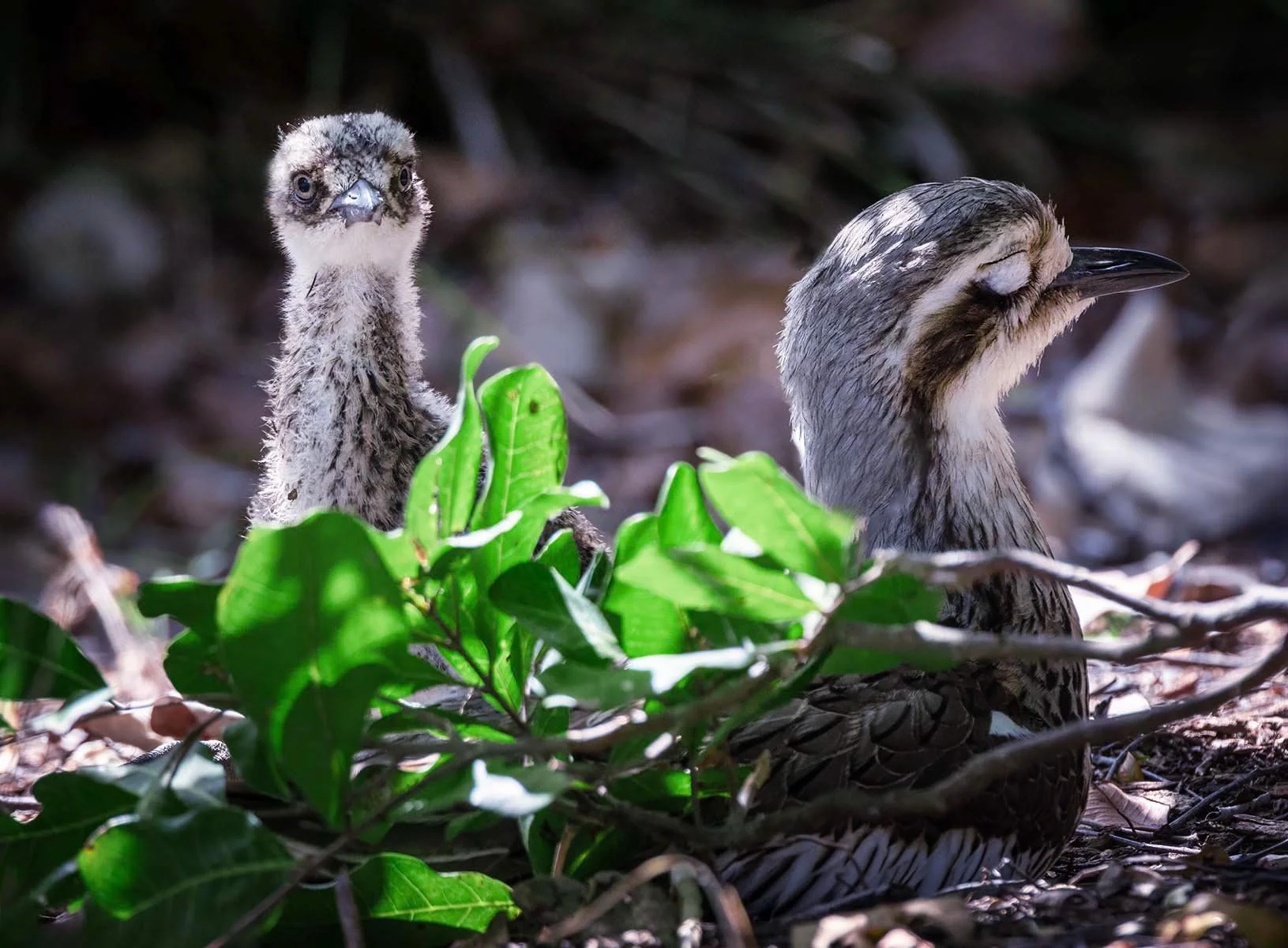 Highly Commended - 6---Dinah-James---I'llWatch-Out-While-You-Have-a-Sno.jpg