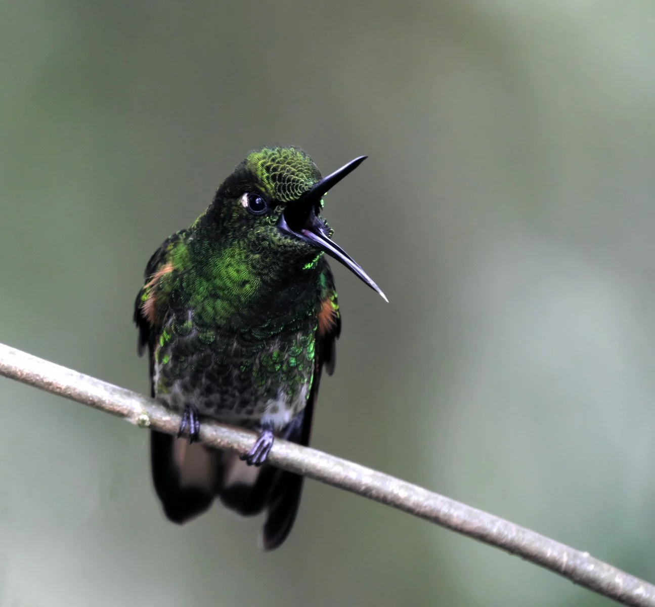 Highly Commended - 6---Philip-Daley---Green-crowned-Woodnymph.jpg