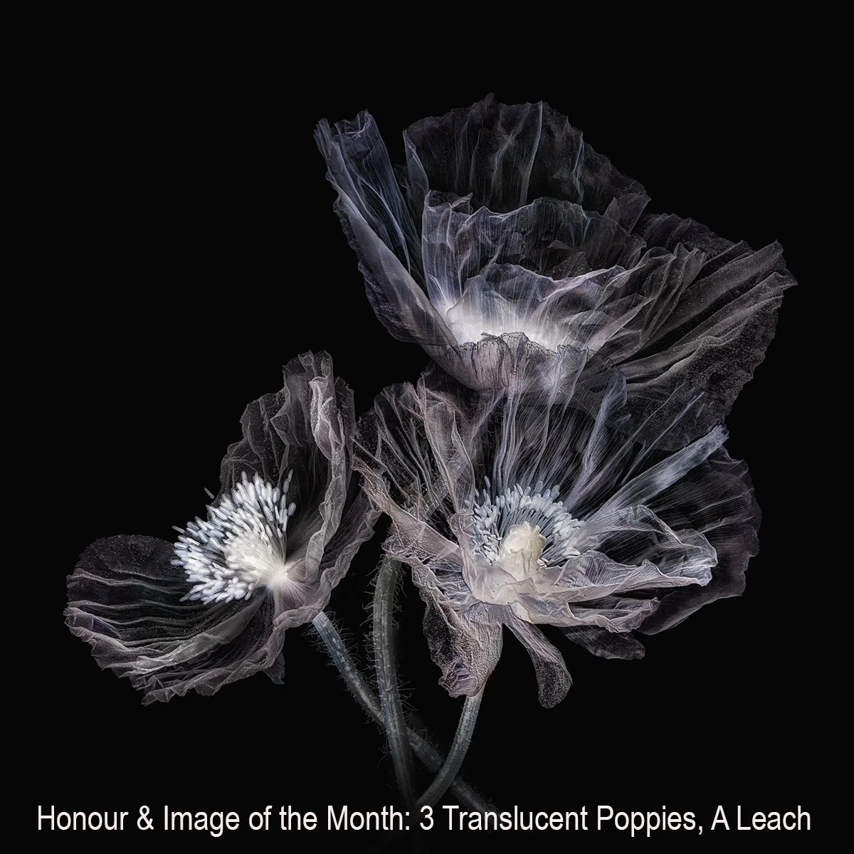 Honours- 9---Andrew-Leach---Three-translucent-poppies.jpg