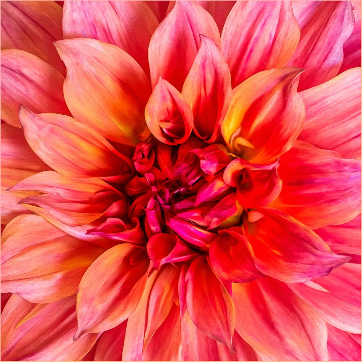 Merit - 7---Victoria-McDonald---Show-Dahlia.jpg