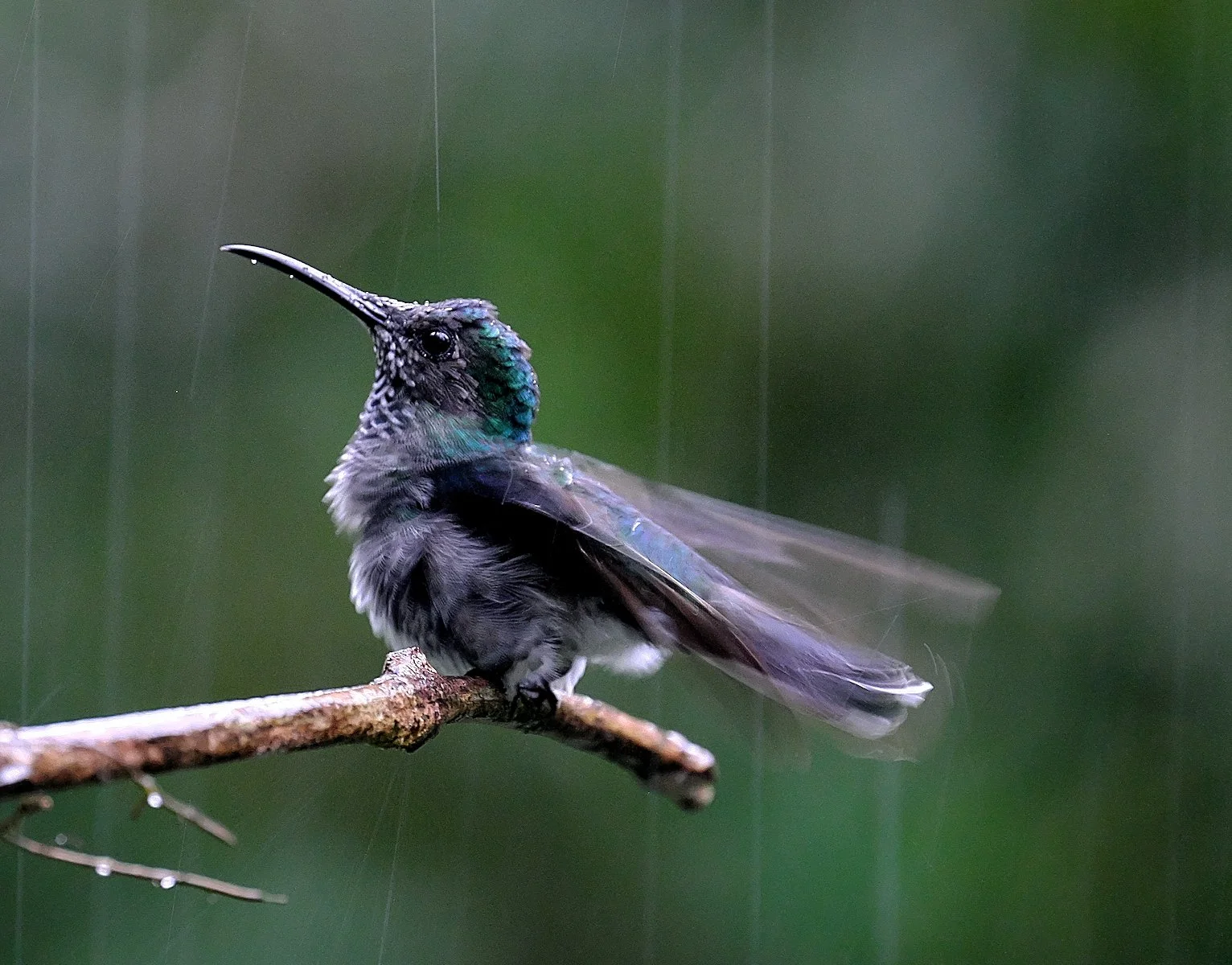 Merit - 8---Philip-Daley---Bathing-in-the-Rain.jpg