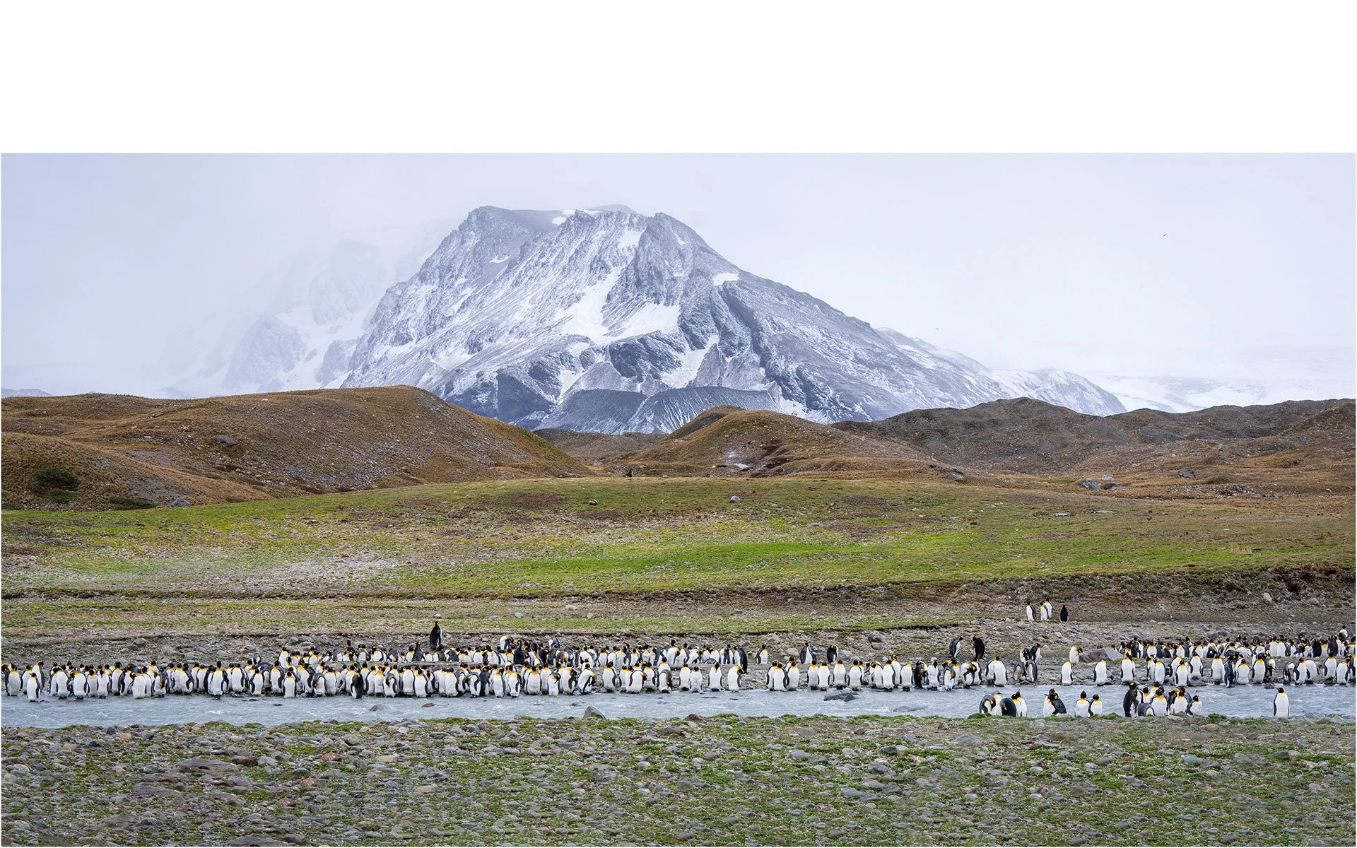 Merit - 7---Anne-Foote---South-Georgia.jpg